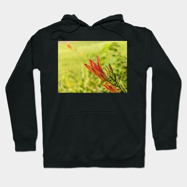 Day Lily Opening 2 Hoodie by AustaArt